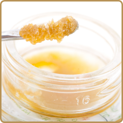 The Gas Station Concentrate The Gas Station