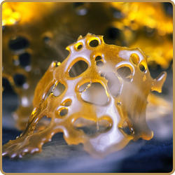 Gas Station Concentrate Holy Concentrate