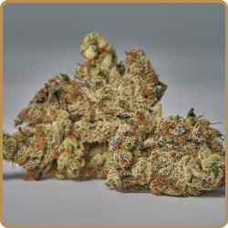 GMO Cookies Flower GMO Cookies Bud