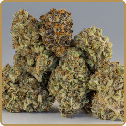 Mendo Breath Flower Mendo Breath Buds