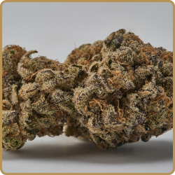 Purple Punch Flower Purple Punch Bud